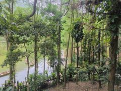 -深圳仙湖植物园