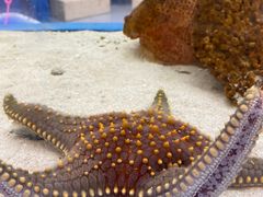 -上海海洋水族馆