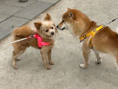 -小意思咖啡店(草桥店)