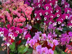 -溪岸路花鸟市场