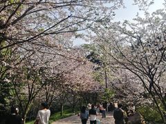-南山植物园