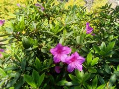 -东山雕花楼