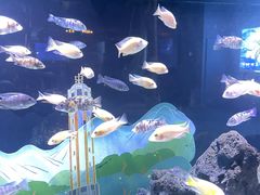 -重庆欢乐海底世界