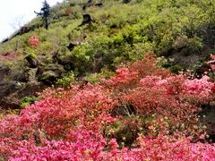 -青岛大珠山景区