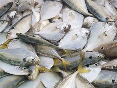 -霞海鸭仔饭店(海滨大道北店)
