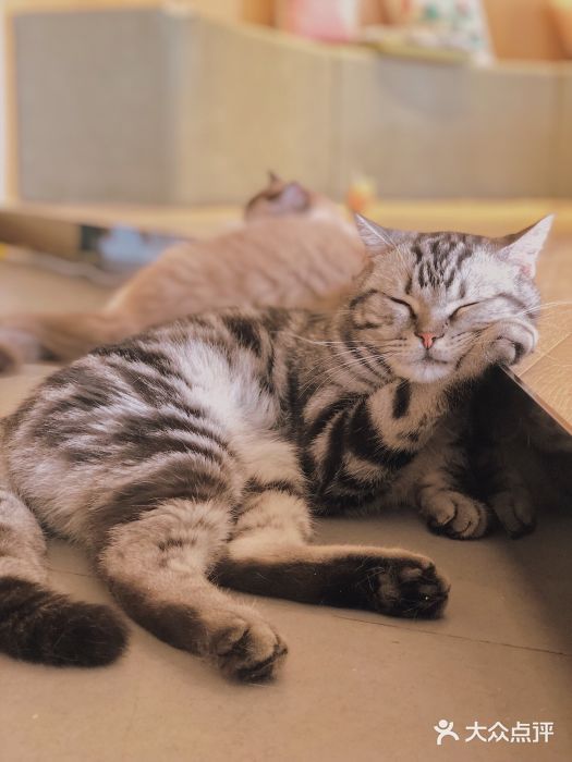CAT’S MEWSTAR CAFE·喵星球猫屋(晴湾咖啡店)图片