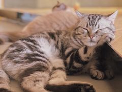 -CAT’S MEWSTAR CAFE·喵星球猫屋(晴湾咖啡店)
