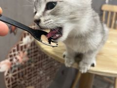 -楼上猫咖(罗湖店)