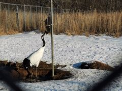 -钏路市丹顶鹤自然公园