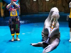 -烟台海昌鲸鲨海洋公园