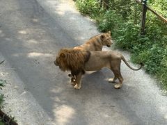 -大连森林动物园