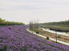 -洨河生态公园