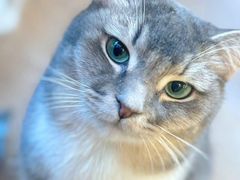 -MOCHA明星猫咖(田子坊店)