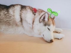 -Husky Go! 哈士奇体验馆·宠物咖啡厅狗咖