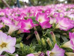 -春花秋色城市公园