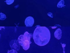 -上海海洋水族馆