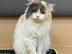 -喵园·猫主题咖啡厅·撸猫·猫咖(国贸店)