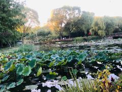 -郑州植物园