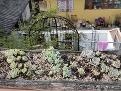 -喵屿·大理花园猫咖