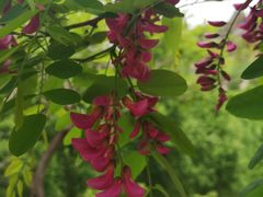 -永定河休闲森林公园