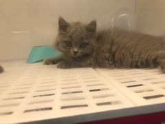 -lincat·猫舍(广州店)