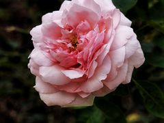 -人民公园(罗湖区)