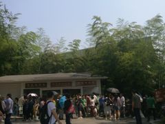 景点-成都大熊猫繁育研究基地