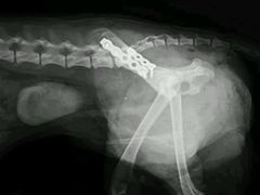 -伟伟宠物医院·CT影像中心·瑞派犬猫综合性门诊(汉口总院)