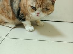 -纳吉亚猫专科动物医院博雅分院