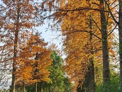 -西溪国家湿地公园