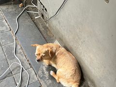 -长药唐师乐山油炸(石人直营店)
