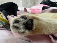 -BABIT巴比特宠物(MOMOPARK店)