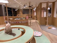 -CAT’S MEWSTAR CAFE·喵星球猫屋(晴湾咖啡店)