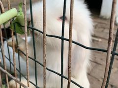 -意大利农场度假村