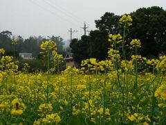 android_upload_pic-红山村