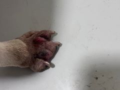 -顺强宠物诊所·狂犬免疫·夜诊·骨科(嘉定店)