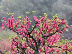 -南国桃园旅游度假区