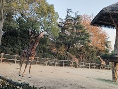-上海野生动物园
