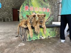 -贵州森林野生动物园