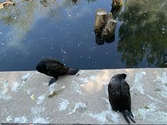 -沈阳鸟岛
