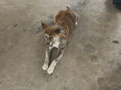 -马陆小张葡萄园农家乐