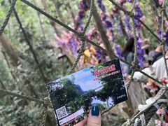 -西双版纳原始森林公园