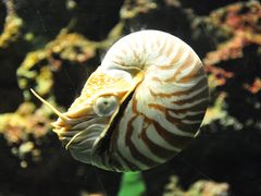 -暹罗海洋世界