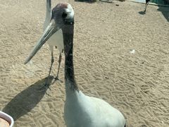 -盐城丹顶鹤湿地生态旅游区