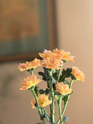 -花间禅净·瑜伽