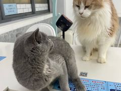 -喵的天空名猫咖啡馆·撸猫·猫舍·用品