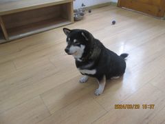 -是阿柴呀！柴犬咖啡·爱喵喵猫咖