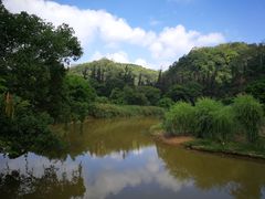 -南宁良凤江国家森林公园