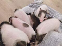 -浣熊柯尔鸭土拨鼠·电玩咖