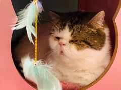 -猫小院猫主题餐厅(三里屯店)